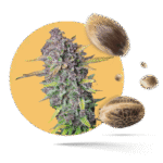Sensi Purple Kush Samen - Feminisiert