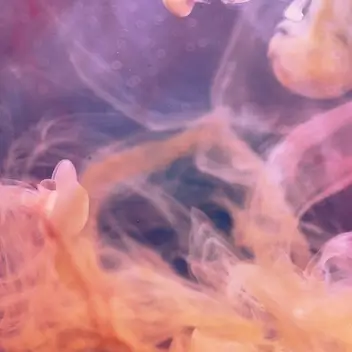 Purple Sunset RBX2 - Alchimia