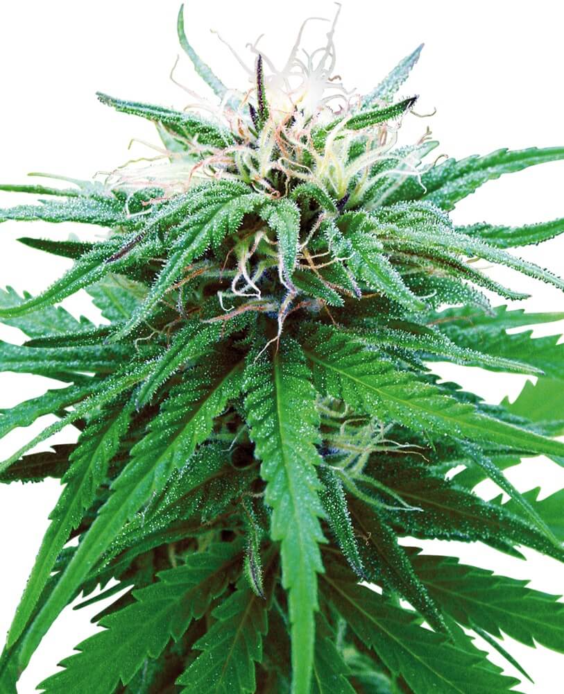 Ruderalis Indica - Regular - Alchimia