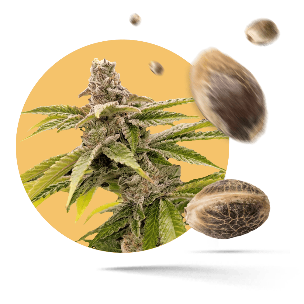 Sensi Amnesia Samen - Feminisiert - Sensi Seeds