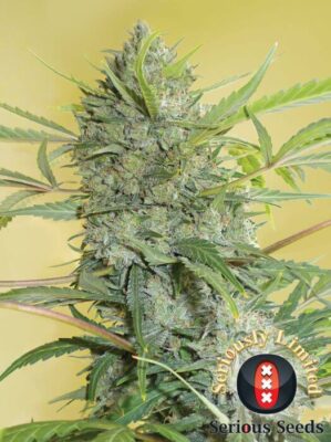 Serious Happiness - Alchimia