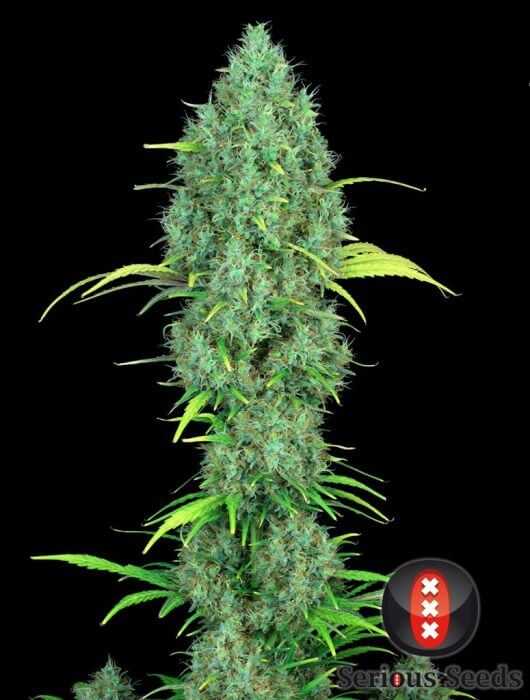 Serious Six - Regular - Alchimia