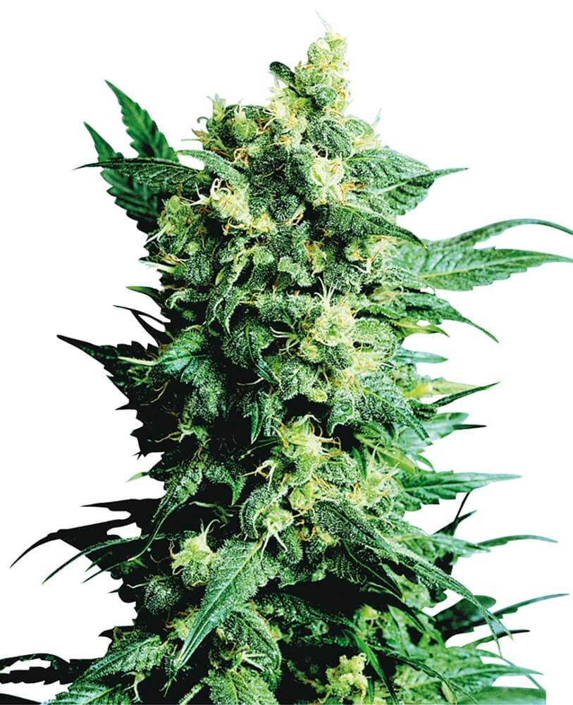 Shiva Shanti II - Regular - Alchimia