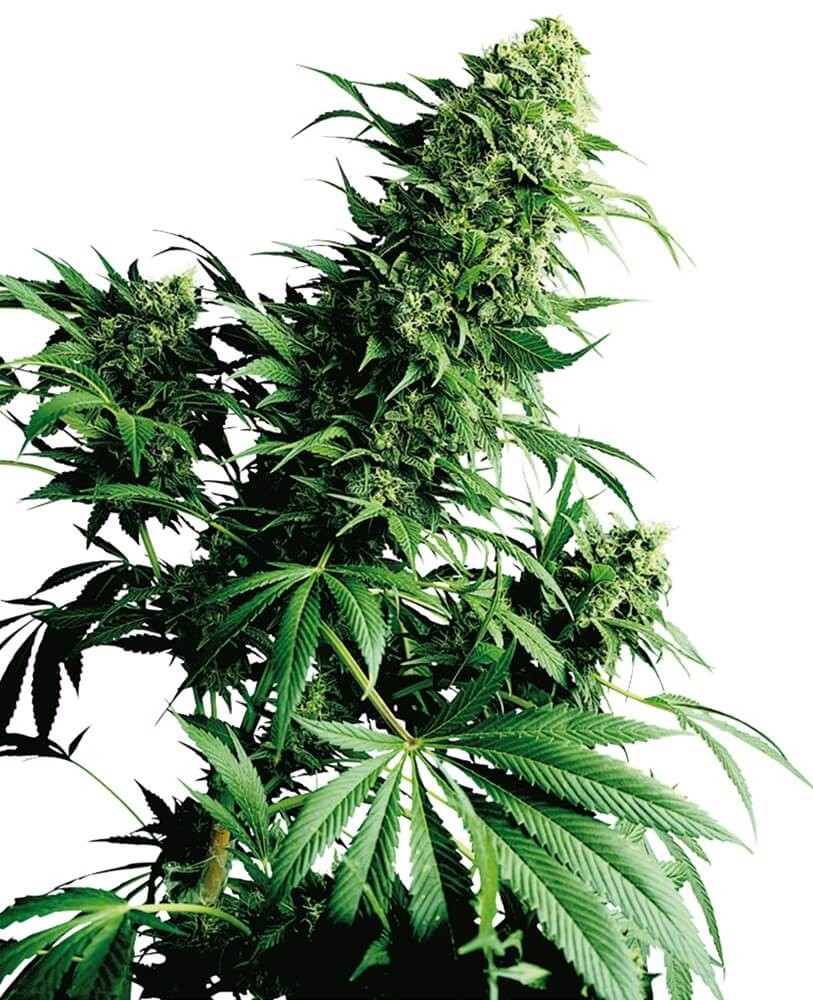 Shiva Shanti - Regular - Alchimia