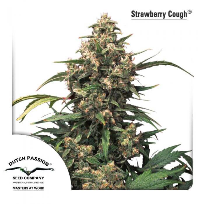 Strawberry Cough - Alchimia