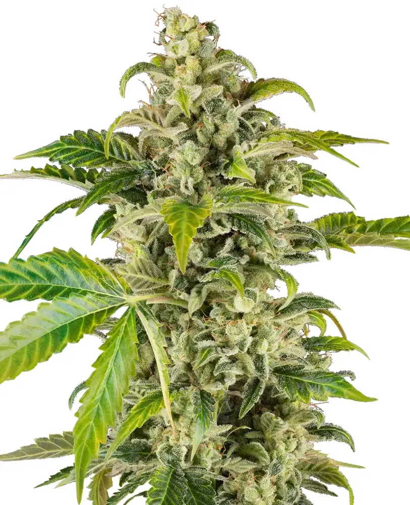 Sweet & Sour Cream Auto - Alchimia