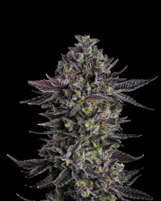 The Scrooge - Alchimia