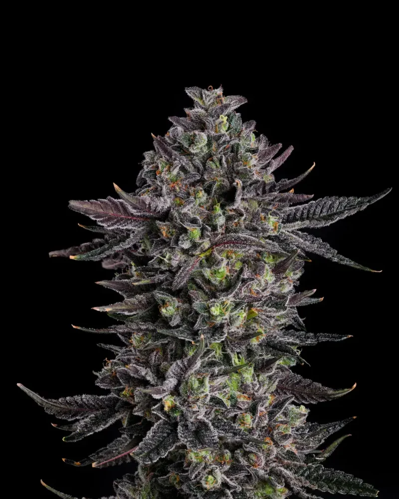 The Scrooge - Alchimia