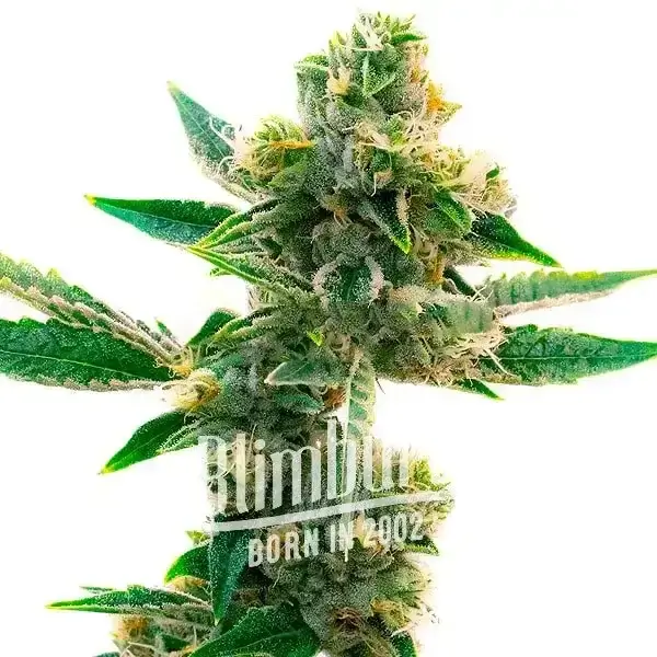 Triangle Kush - Alchimia