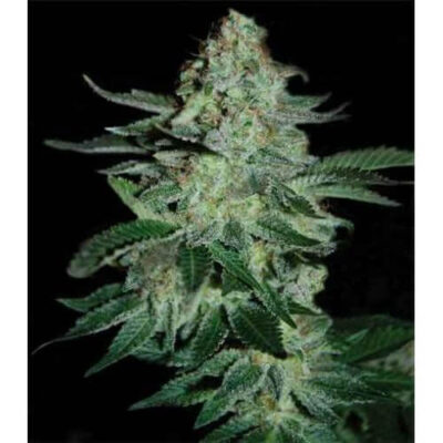 Tutankhamon - Alchimia