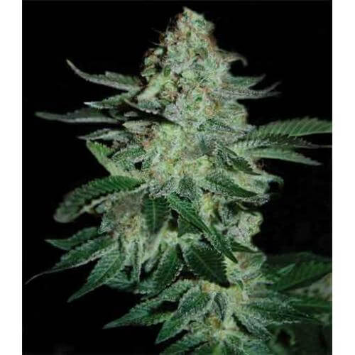 Tutankhamon - Alchimia