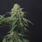 Wedding Cheesecake FF