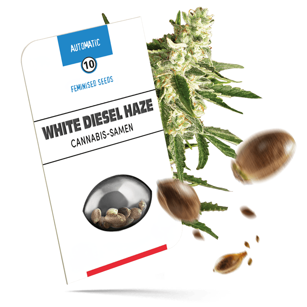 White Diesel Haze Samen - Autoflower - Sensi Seeds