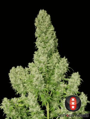 White Russian - Regular - Alchimia