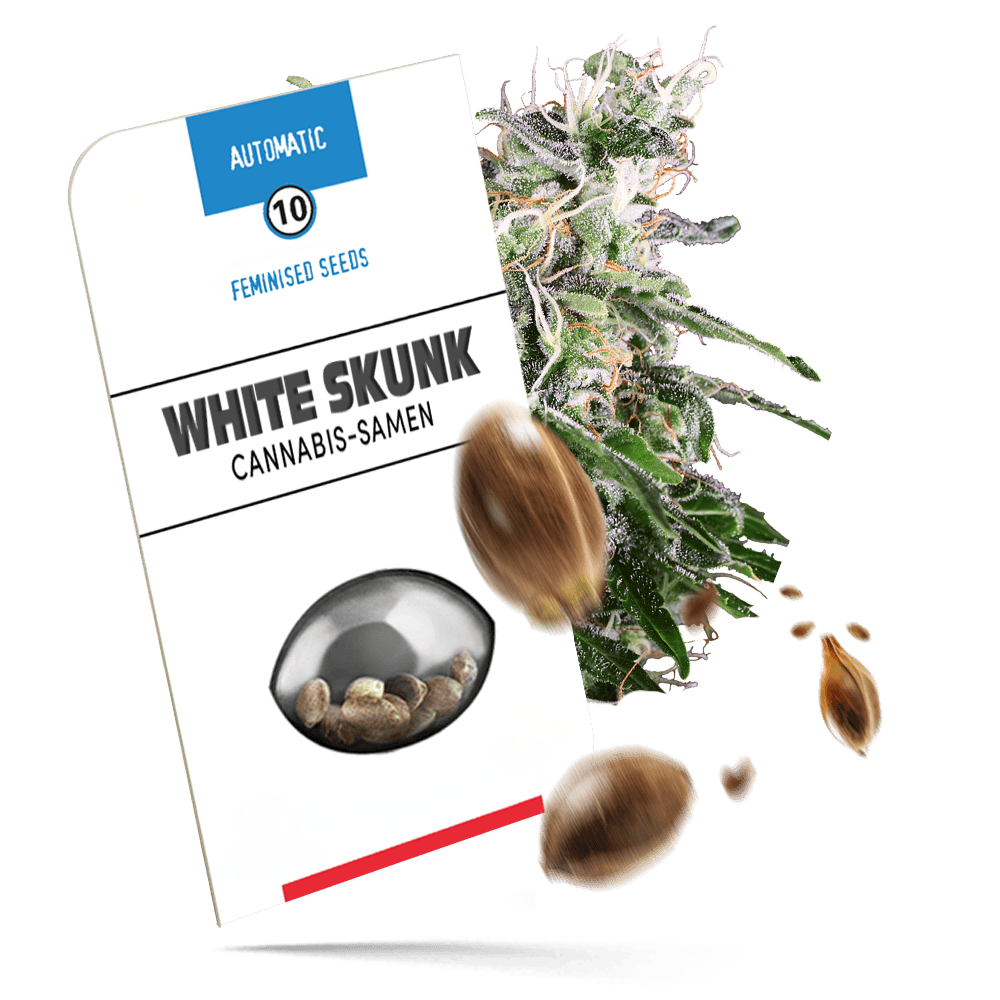 White Skunk Samen - Autoflower - Sensi Seeds
