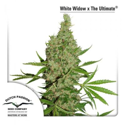White Widow x The Ultimate - Alchimia