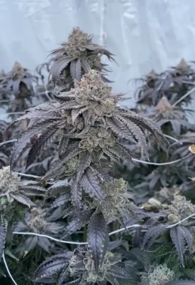 Zangria S1 - Alchimia