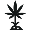 Hanf Stecklinge - Icon