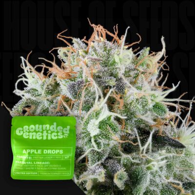 Apple Drops - House of Seeds