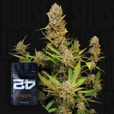 Apple Strudel Auto - House of Seeds