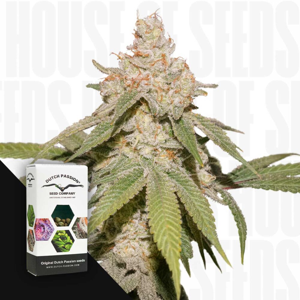 Auto SFV OG - House of Seeds