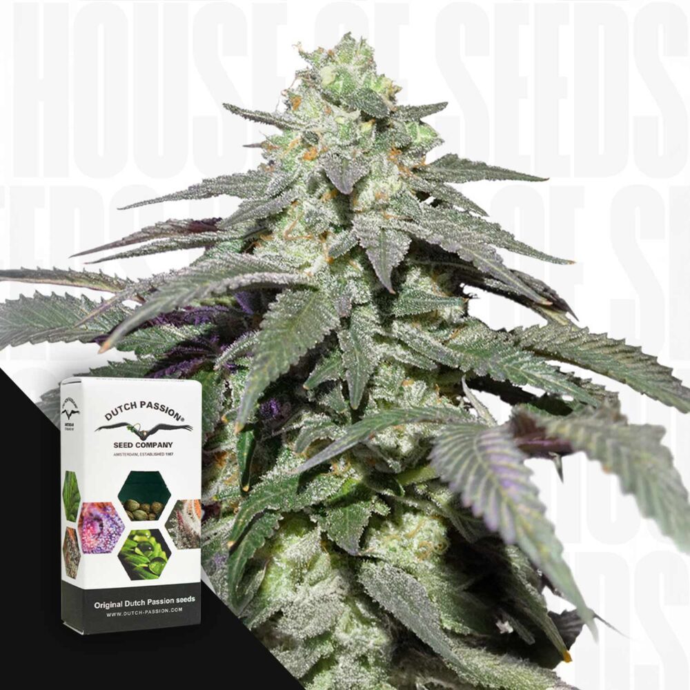 Auto Skywalker Haze - House of Seeds