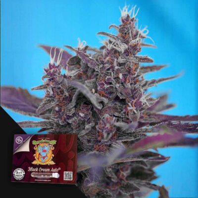 Black Cream Auto - House of Seeds