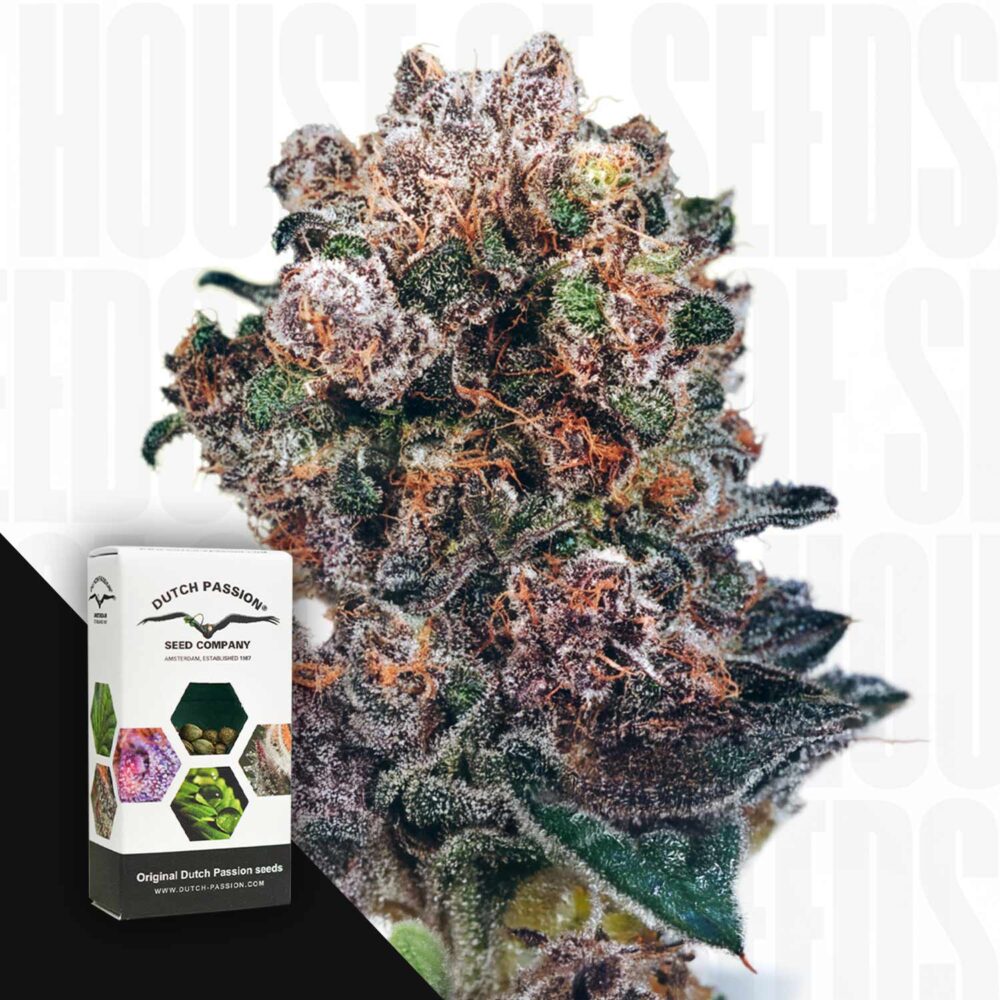 Blueberry - House of Seeds