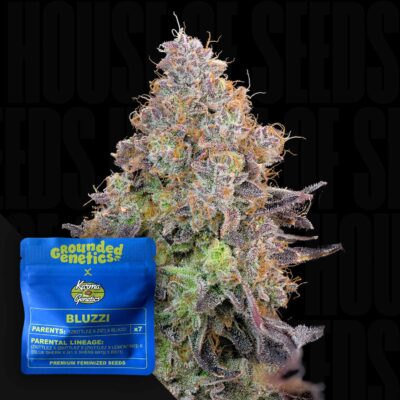 Bluzzi - House of Seeds