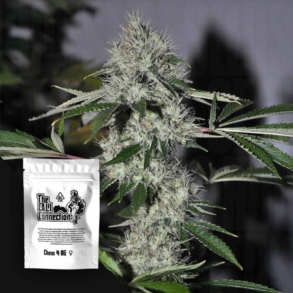 Chem 4 OG - House of Seeds
