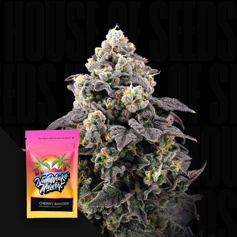 Cherry Banger - House of Seeds