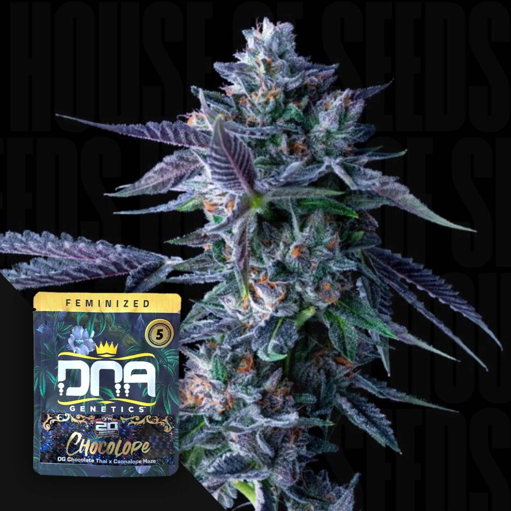 Chocolope - House of Seeds