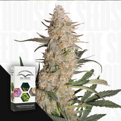 Critical Orange Punch - House of Seeds