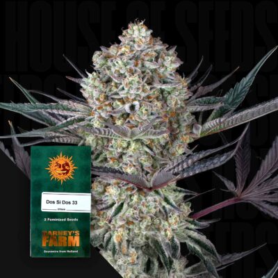 Do Si Dos 33 - House of Seeds