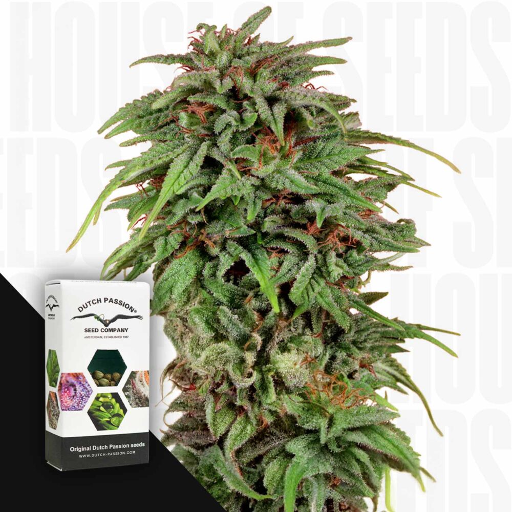 Durban Poison - House of Seeds