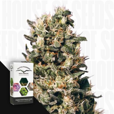 Euforia - House of Seeds