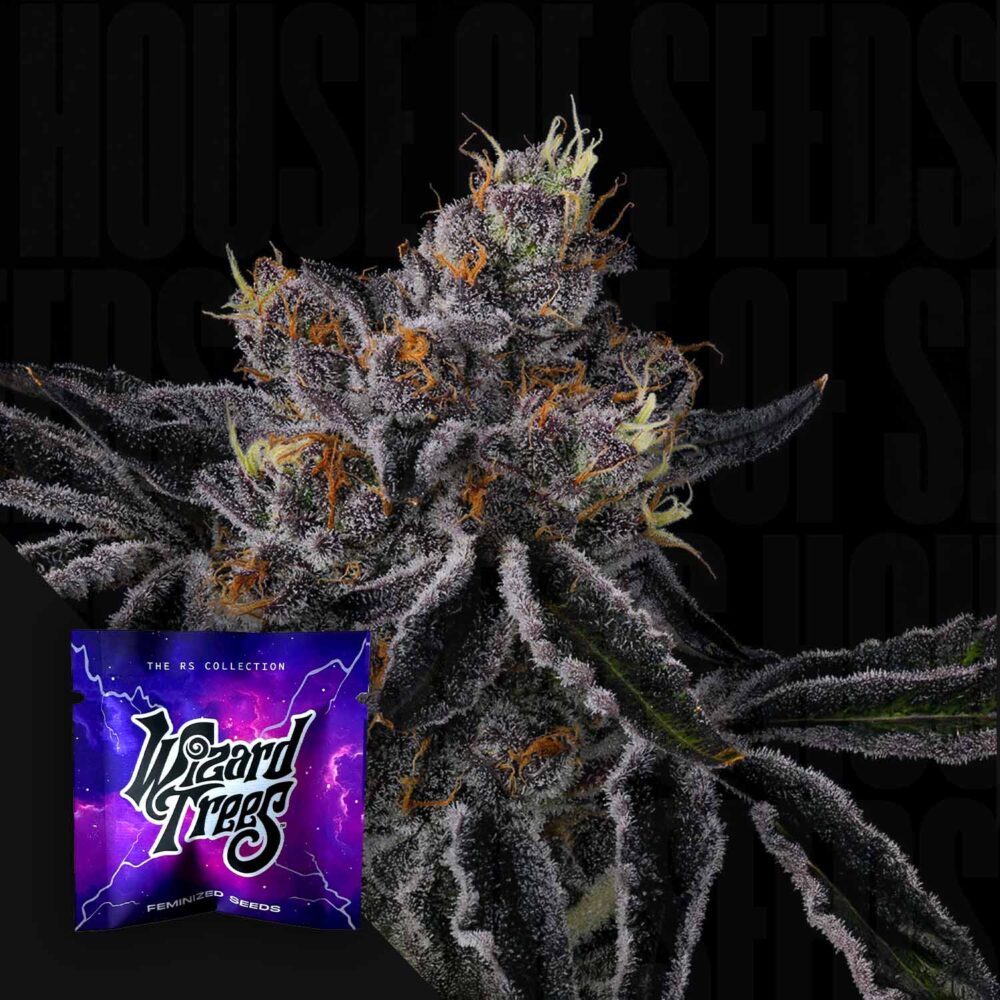 Fiestaz - House of Seeds