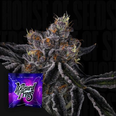 Fiestaz - House of Seeds