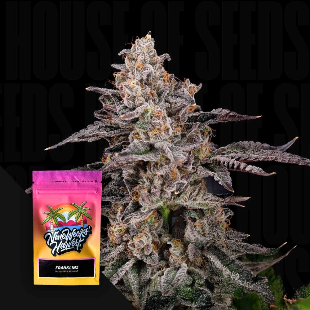 Franklinz - House of Seeds