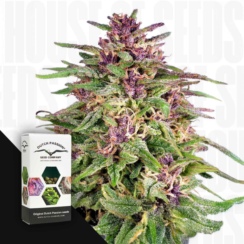 Frisian Dew - House of Seeds