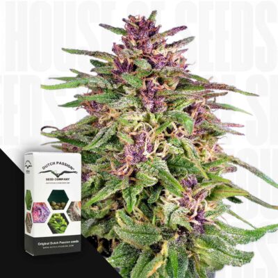 Frisian Dew - House of Seeds