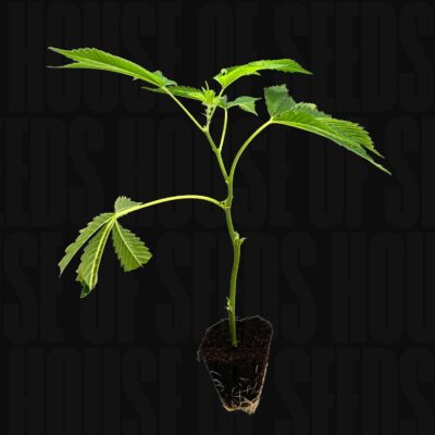 Girl Scout Cookies – House of Seeds