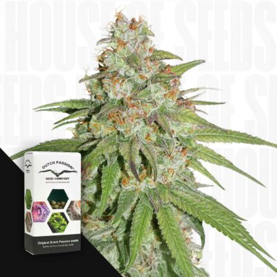 Glueberry OG - House of Seeds