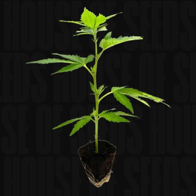 Gogurtz – House of Seeds