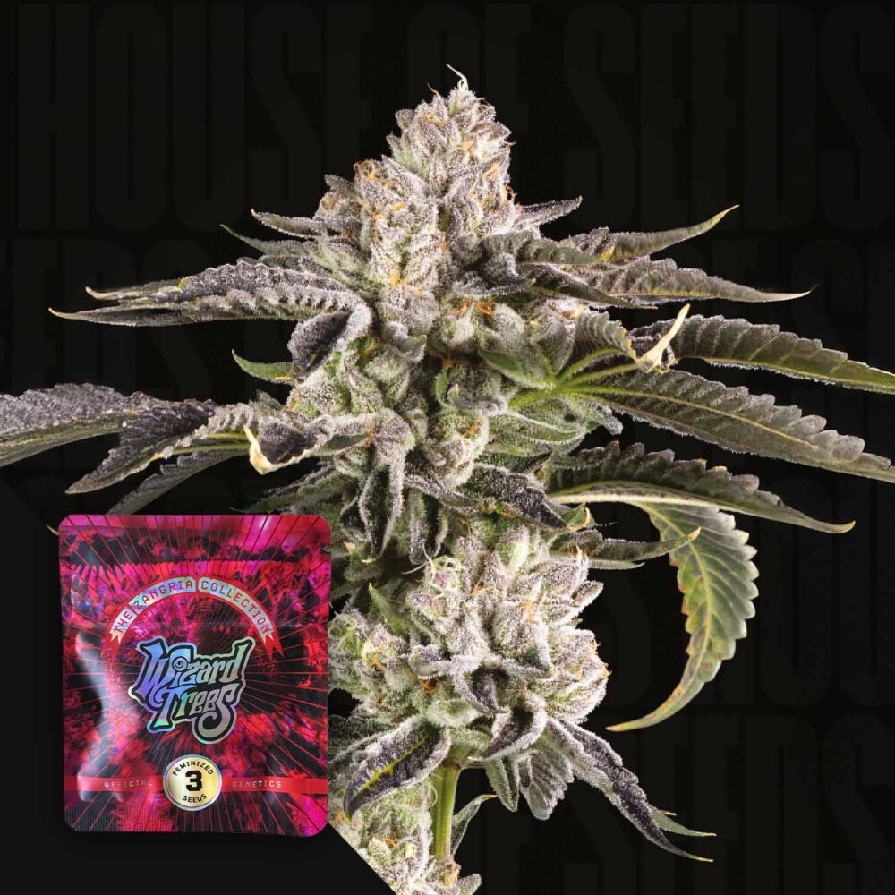 Gridlock - House of Seeds