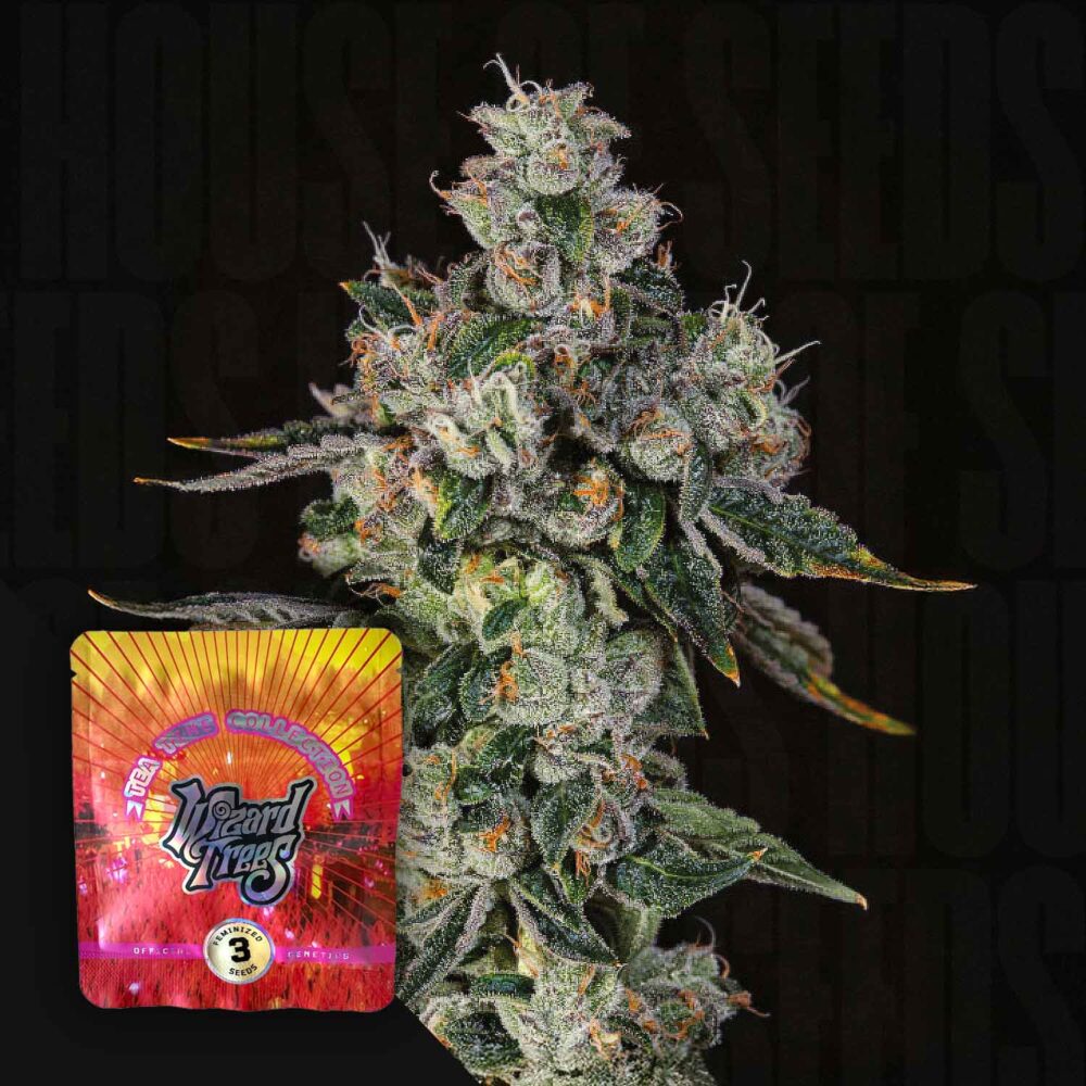 L.i.i.t - House of Seeds