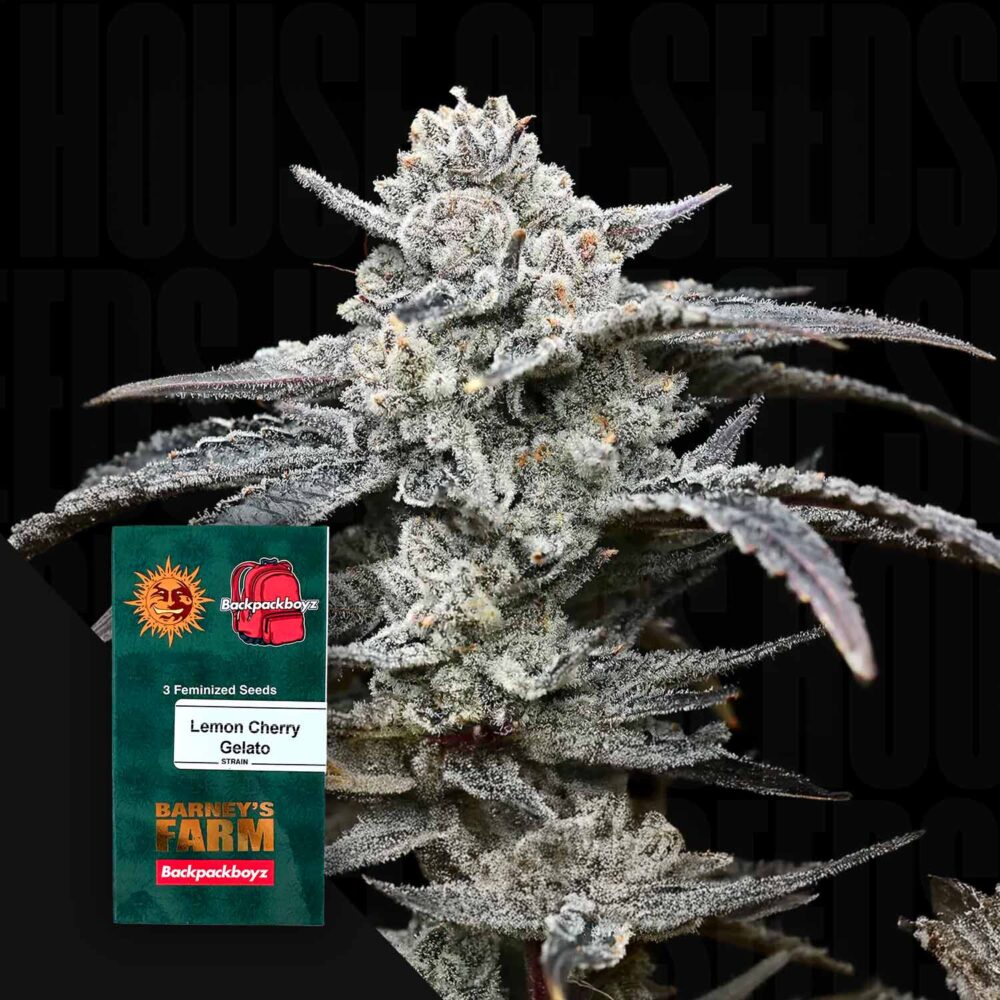 Lemon Cherry Gelato - House of Seeds