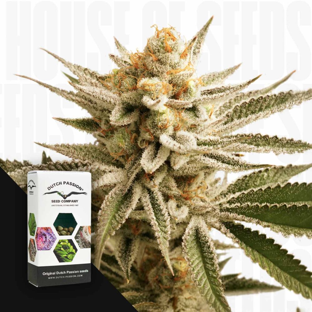 Lemon Z - House of Seeds