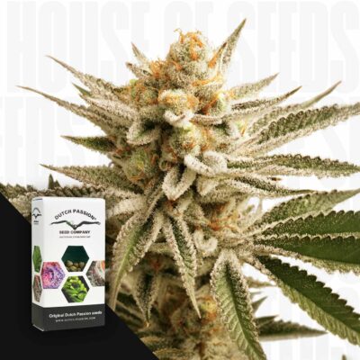 Lemon Z - House of Seeds