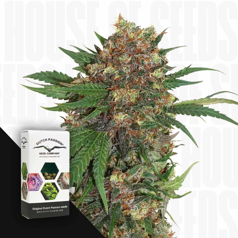 Master Kush - House of Seeds